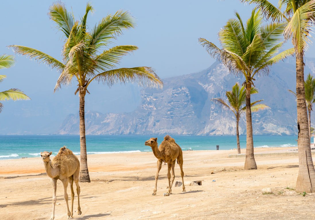 Camels walking along the beach, Oman